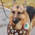 Куче-герой получи медал за храброст