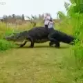 Алигатор с чудовищни размери стресна туристи във Флорида