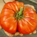 Семейство от Търговище отгледа гигантски домат