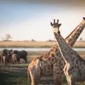 Влюбен американец осъществи хитър план с помощта на жираф