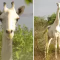 Невероятно рядък бял жираф бе заснет в Кения