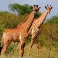 Интересни факти за жирафите