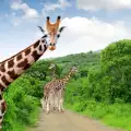 Бебе жираф зарадва посетителите на парк в Севастопол