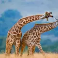 Избиват жирафите, за да гонят мухи с космите им!
