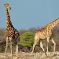 Жирафите издават тайнствени звуци