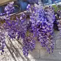 Пълзящи цветя за ограда
