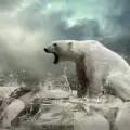 Истински катакализъм отчетоха с полулацията на полярните мечки