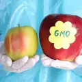 Как да разберем кои плодове са гмо?