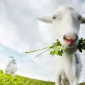 Съвети при хранене на домашните кози