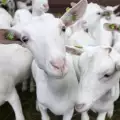 Грижи за женска коза