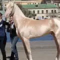 Най-красивият кон е изваян от злато