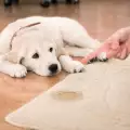 Как да научим малко куче да ходи на пелена
