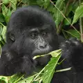 Женски горили, разменящи си ласки, шашнаха учените