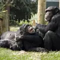 Целувките са изобретени от... маймуните