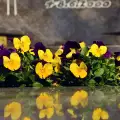 Многогодишни цветя за гробища