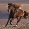 Дивите коне са заличени от лицето на Земята