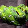 Змии