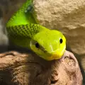 Гнездо змии