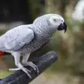 Най-умните папагали в света