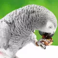 Заболявания при папагал Жако