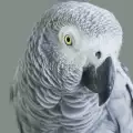Сив папагал е най-големият футболен фен