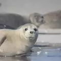 Тълкуване на сънищата за тюлен
