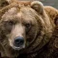 Видове мечки и техните характеристики