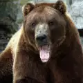 Нов гаф: Рекламират България с лов на американски елен и мечки гризли