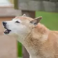 Как да отучим кучето да лае