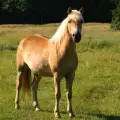 Поредното зверство: Застреляха кобила, защото пасяла в чужд имот