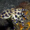 Октоподите могат да сменят цвета си