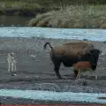 Бизонче нахапа вълк, опитващ се да закуси с него