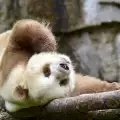 Най-уникалната панда в света откри щастието