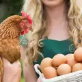 Защо кокошките си ядат яйцата?