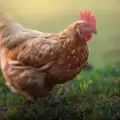 Забранени храни за домашните кокошки