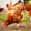 Полезно ли е да се дават сварени яйца на кокошките?