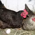 Откриха кое се е появило първо: Кокошката или яйцето?