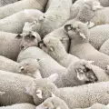 Ужас! 80 овце си спретнаха масово самоубийство