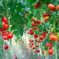 Кога и колко се поливат доматите?