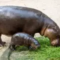 В Австралия се роди хипопотам джудже