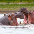 Хипопотамите на Пабло Ескобар вилнеят в Колумбия