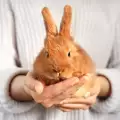 Идеи за отглеждане на зайче