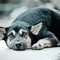 Расте броят на изхвърлените кучета в София