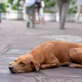 Неизвестен изверг трови кучетата в Пловдив