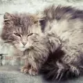 Сплъстена козина на котка