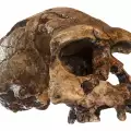 Откриха останки на най-древните предци на човека - Хомо еректус