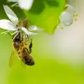 Инициативата 1 000 000 кошера спасява популацията пчели на планетата