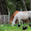 Защо се слагат подкови на конете