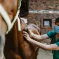 Как да избегнем летния дерматит при конете?