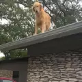 Кучето Хъкълбери, което живее на покрива